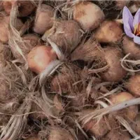 پیاز زعفران عرضه عمده