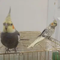 یه جفت عروس هلندی