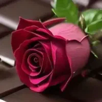 اشتری طرح مادران خام