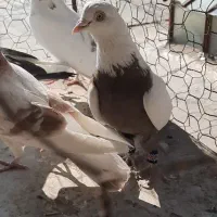 سینه سرکه ایی طوقی پرشی