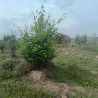 زمین جهت ویلا