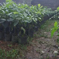 تولیدوفروش انواع نهال آووکادو پیوندی|خدمات باغبانی و درختکاری|سلمانشهر, |دیوار