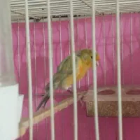 قناری|پرنده|مشهد, دوست آباد|دیوار