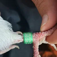 کبوتر باخت کرده