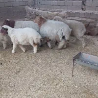 7عدد بره6 نر 1ماده