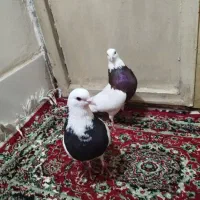 انیتولبگیرناینااخرشن