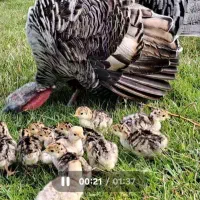 جوجه بوقلمون محلی سه روزه|حیوانات مزرعه|لنگرود, |دیوار