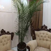 گل فونیکس|گل و گیاه طبیعی|بناب, |دیوار