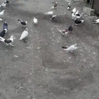 کبوتراز100شروع میشه به بالا