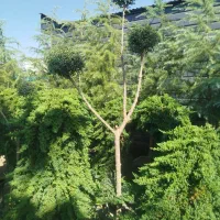 فروش پاییزه کاج ستاره ای و پالم واشنگتن یاس هلندی