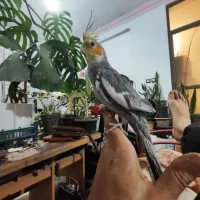 عروس هلندی نر سینامون