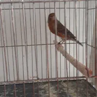 قناری بلند ورسمی|پرنده|اصفهان, سرچشمه|دیوار