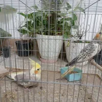 عروس هلندی|پرنده|دره شهر, |دیوار