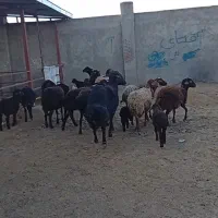 فروش قوچ و میش بره دار و آبستن|حیوانات مزرعه|گنبد کاووس, |دیوار