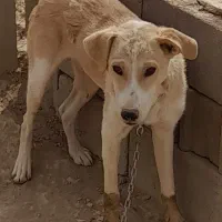 سگ نگهبان عالی