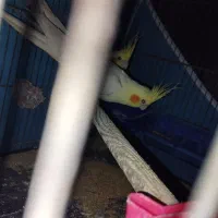 عروس هلندی ماده لوتینو با تخم|پرنده|زاهدان, |دیوار