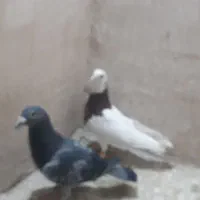 کفتر صید|پرنده|مشهد, رده|دیوار