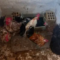 فروش خروس گلین ۷ ماهه سالم|حیوانات مزرعه|باسمنج, |دیوار