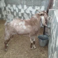 پازن نر جوان|حیوانات مزرعه|آبپخش, |دیوار