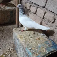 ساده کله سار پولک طوقی