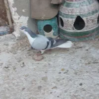 کفتر کبوتر رنگی ساده شیرازی