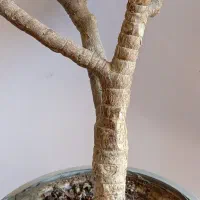 بنسای پرتلاکاریا|گل و گیاه طبیعی|کرمان, |دیوار