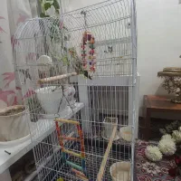 عروس هلندی|پرنده|قرچک, پارک جنگلی|دیوار