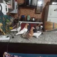 کفتر نرو ماده|پرنده|شیراز, دست خضر|دیوار