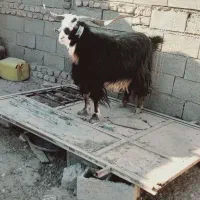 نر بز جوان چاق|حیوانات مزرعه|خواف, |دیوار