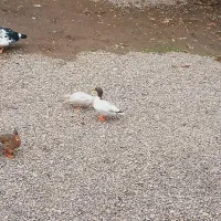 مرواریدی جفت