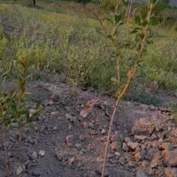 زمین دیم|فروش دفتر صنعتی، کشاورزی، تجاری|آذرشهر, |دیوار