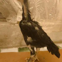 جوجه اوشامو|حیوانات مزرعه|صباشهر, |دیوار