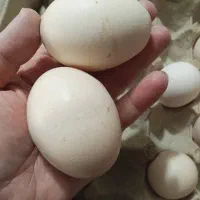 فروش تخم مرغ بومی وانواع نژادها،ووزنها فقط تماس