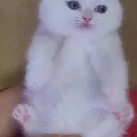 سکاتیش عروسکی  شجره درا