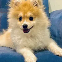 سگ پامرانین روباهی نژاد خاص و کمیاب شناسنامه دار