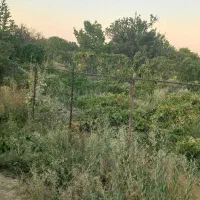 باغ انگور 400متری حیدربالای شهر