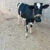 گاو و گوساله و گاو ابستن