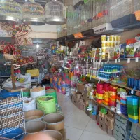 خرید وفروش قناری  فنج عروس هلندی مرغ عشق