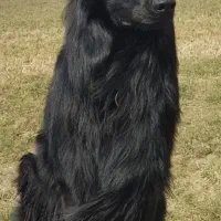 توله ژرمن بلک شولاین اصیل