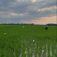 اجاره-زمین-کشاورزی