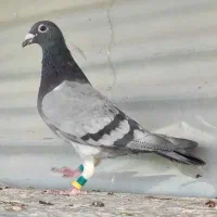 اردن خالص|پرنده|سربیشه, |دیوار