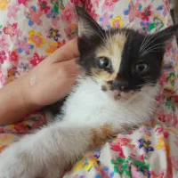 واگذاری گربه