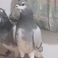 کبوتر خرقه نرماده تخت دم سفید