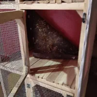 قفس|لوازم جانبی حیوانات|میان جلگه, |دیوار