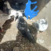 فروش کبوتر|پرنده|ویلکیج, |دیوار