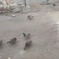 اردک پروازی