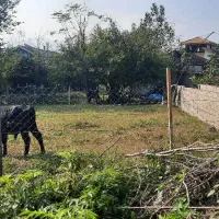 فروش زمین ۴۰۰ متری مسکونی ماسال شاندرمن