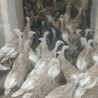 بقلمون ۸۰روز|حیوانات مزرعه|مشهد, تربیت|دیوار