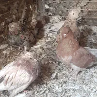 کبوتر سرور نک جم نکریز|پرنده|ساروق, |دیوار