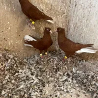 کبوترسرخ دم سفید|پرنده|اقبالیه, |دیوار